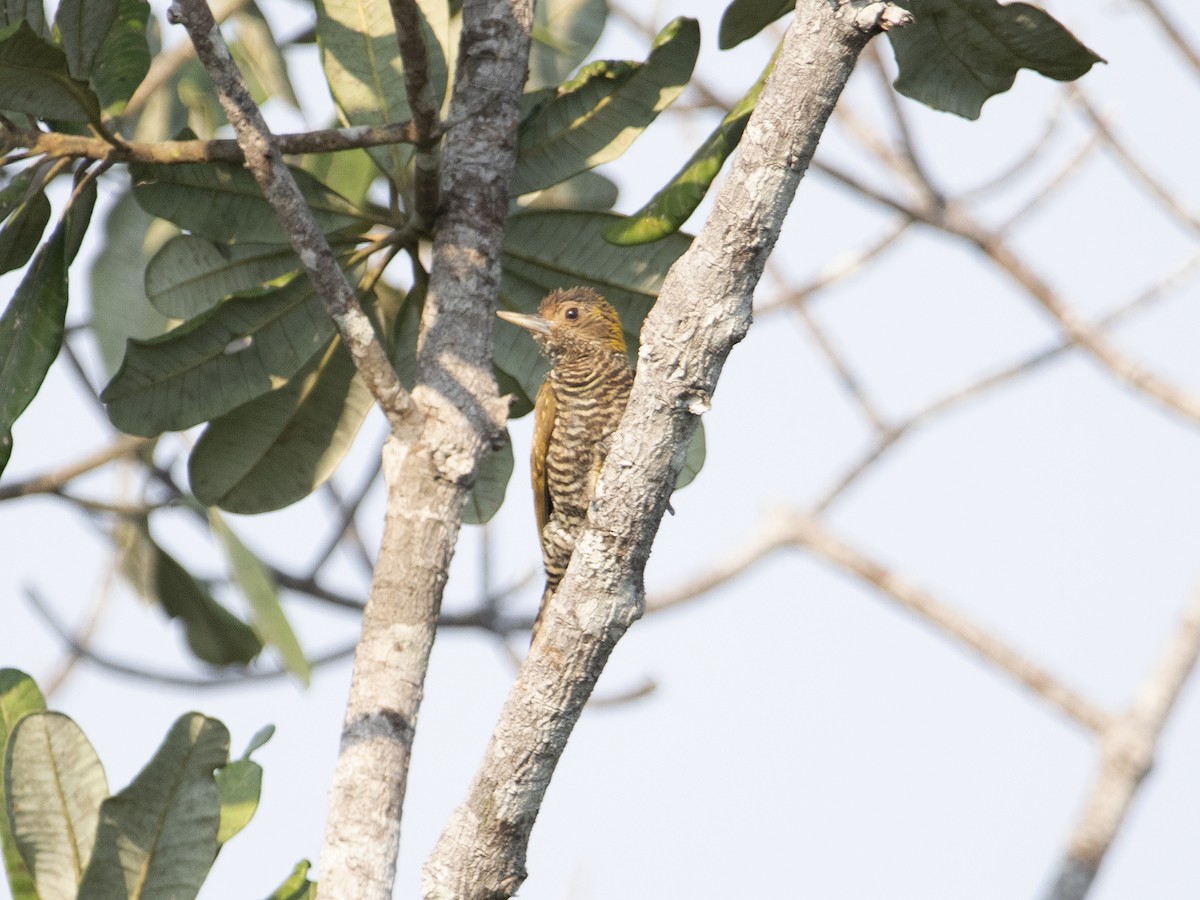 Golden-collared Woodpecker - ML527422471