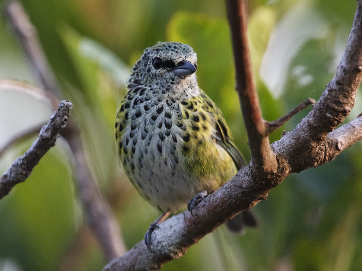 Spotted Tanager - ML527423911