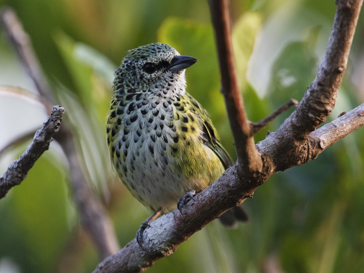 Spotted Tanager - ML527423921
