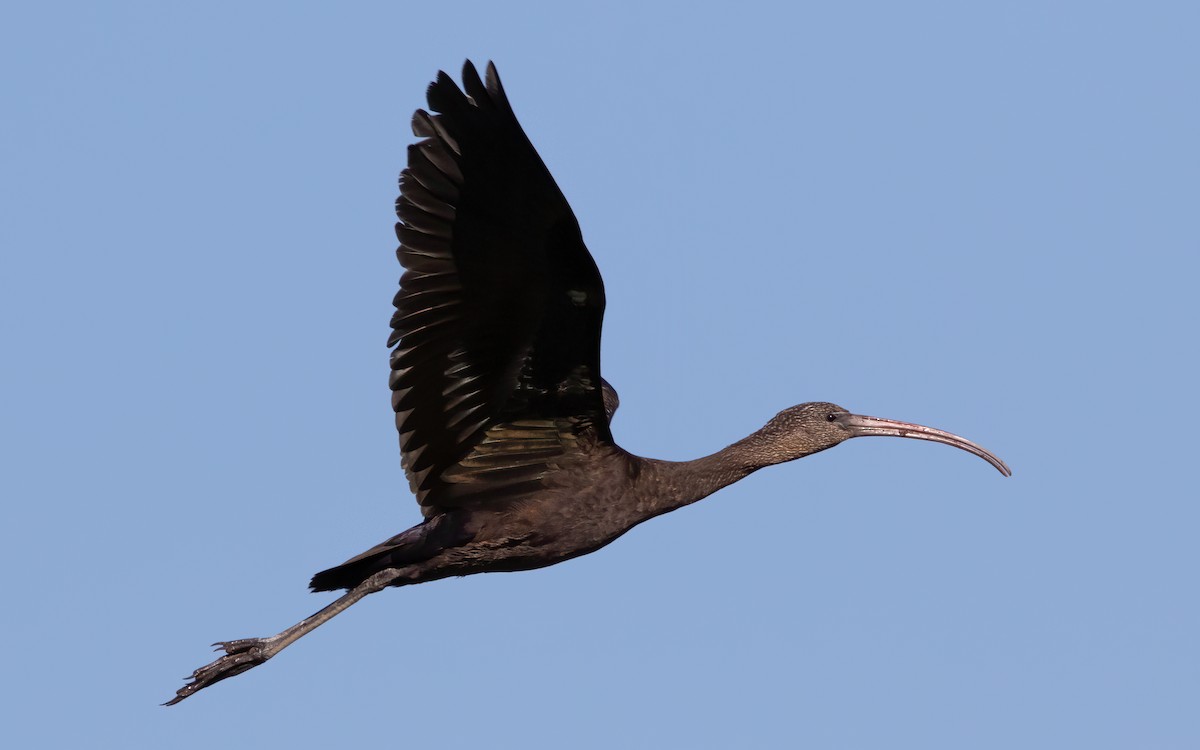 ibis hnědý - ML527427661