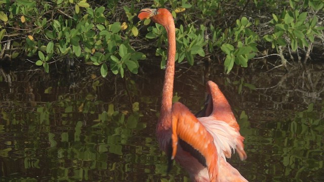 Amerika Flamingosu - ML527433041