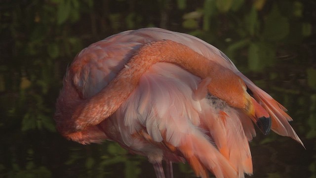 American Flamingo - ML527433141