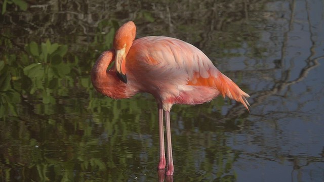 American Flamingo - ML527433171