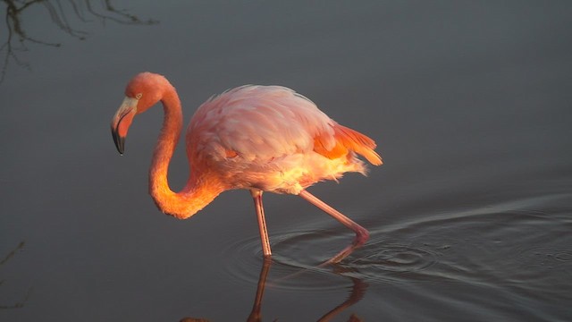 American Flamingo - ML527433241