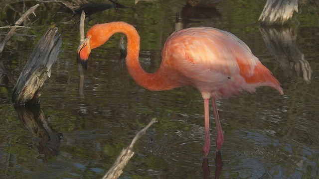 Amerika Flamingosu - ML527433741
