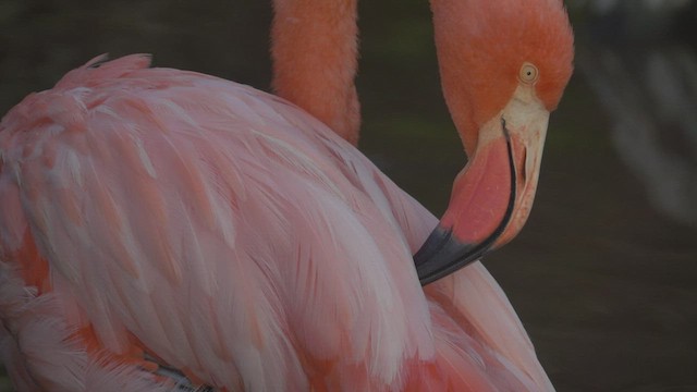 Amerika Flamingosu - ML527434141