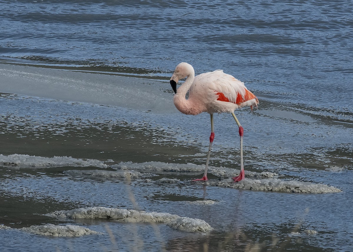 Chilean Flamingo - ML527439321