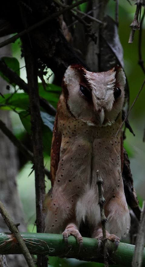 Sri Lanka Bay-Owl - ML527442781