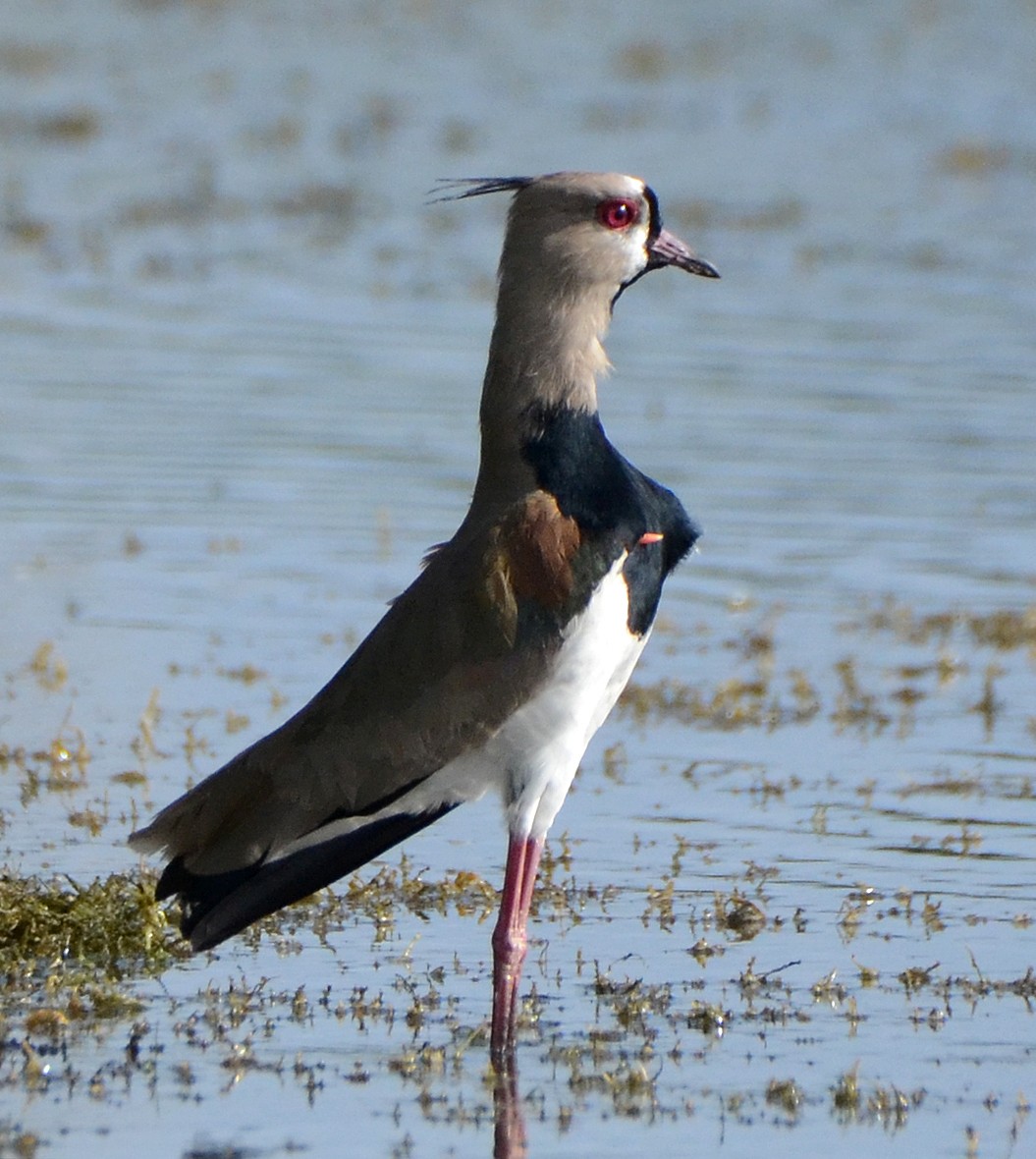Southern Lapwing - Steven Mlodinow