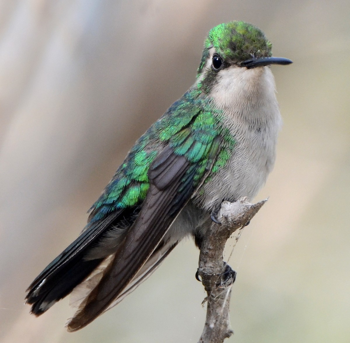 Blue-tailed Emerald - ML52744401