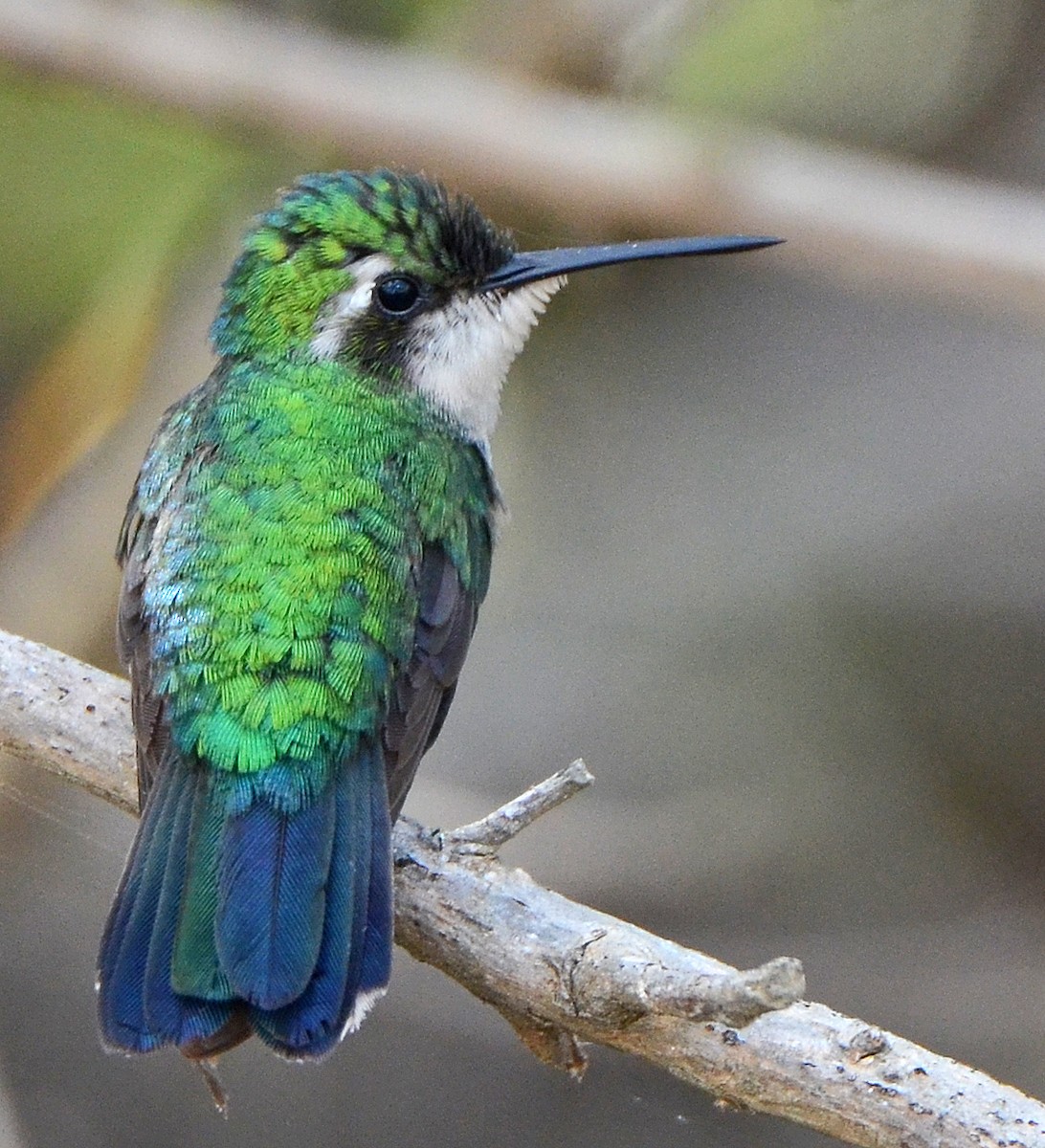 kolibřík modroocasý - ML52744411
