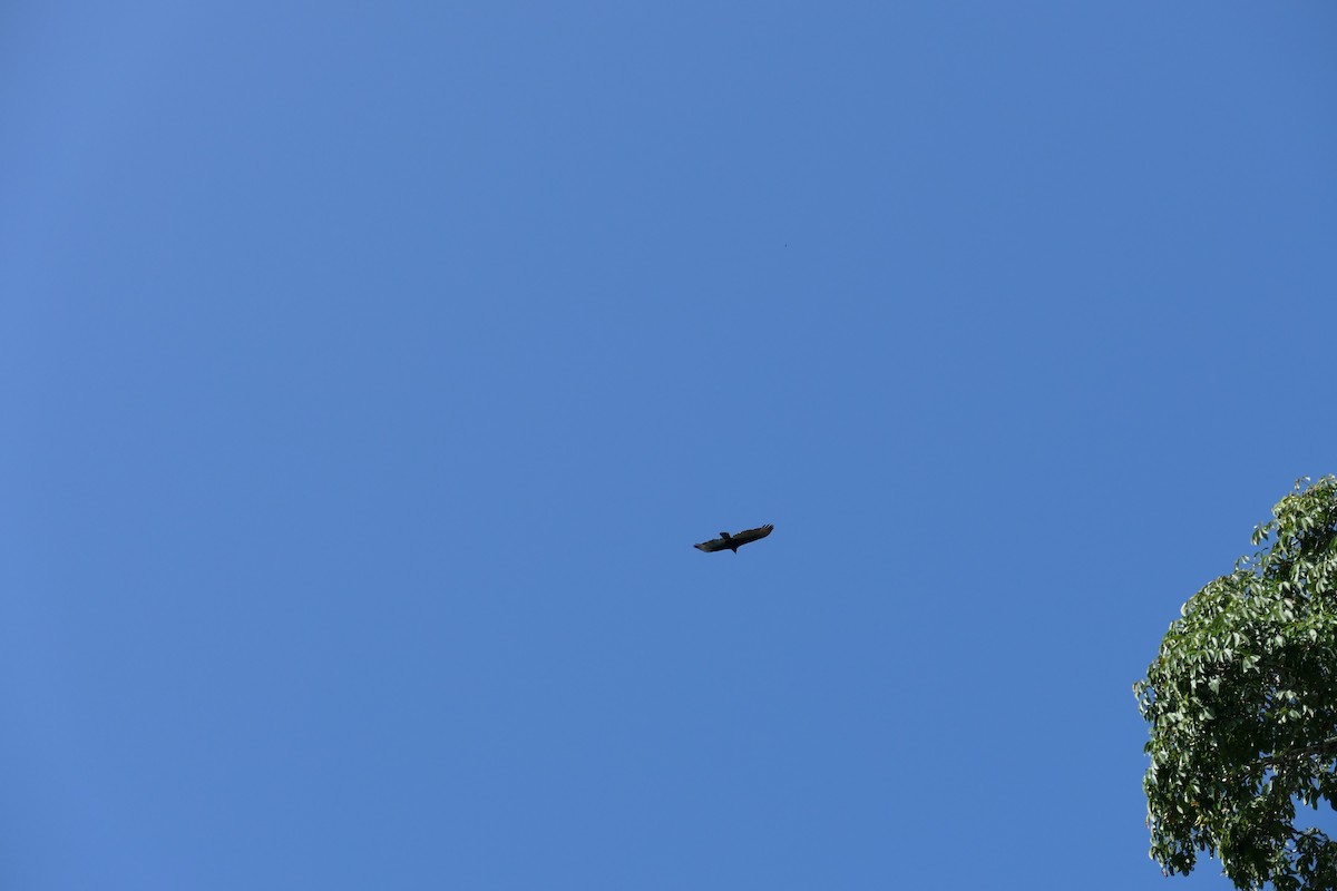 Turkey Vulture - ML527444701