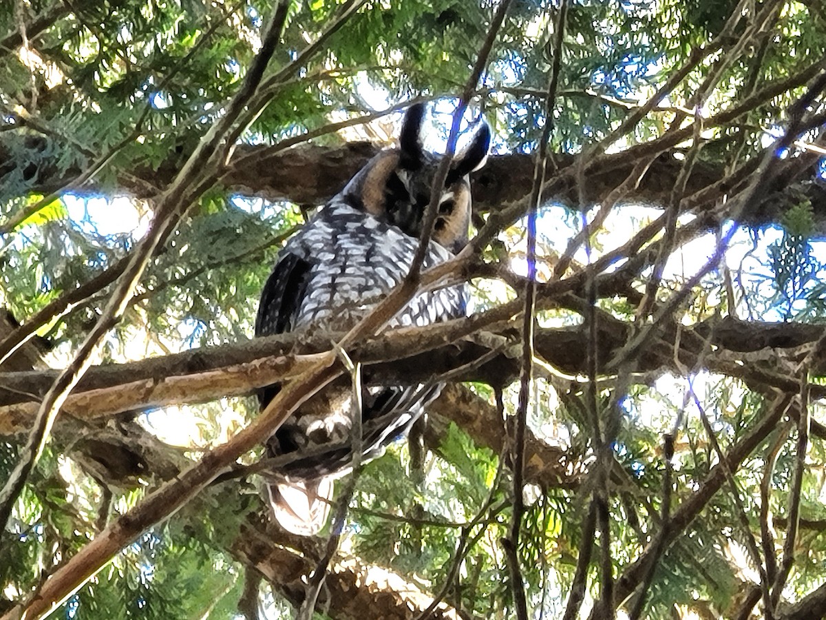 Long-eared Owl - ML527444751