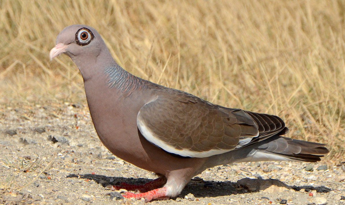 Bare-eyed Pigeon - ML52745101
