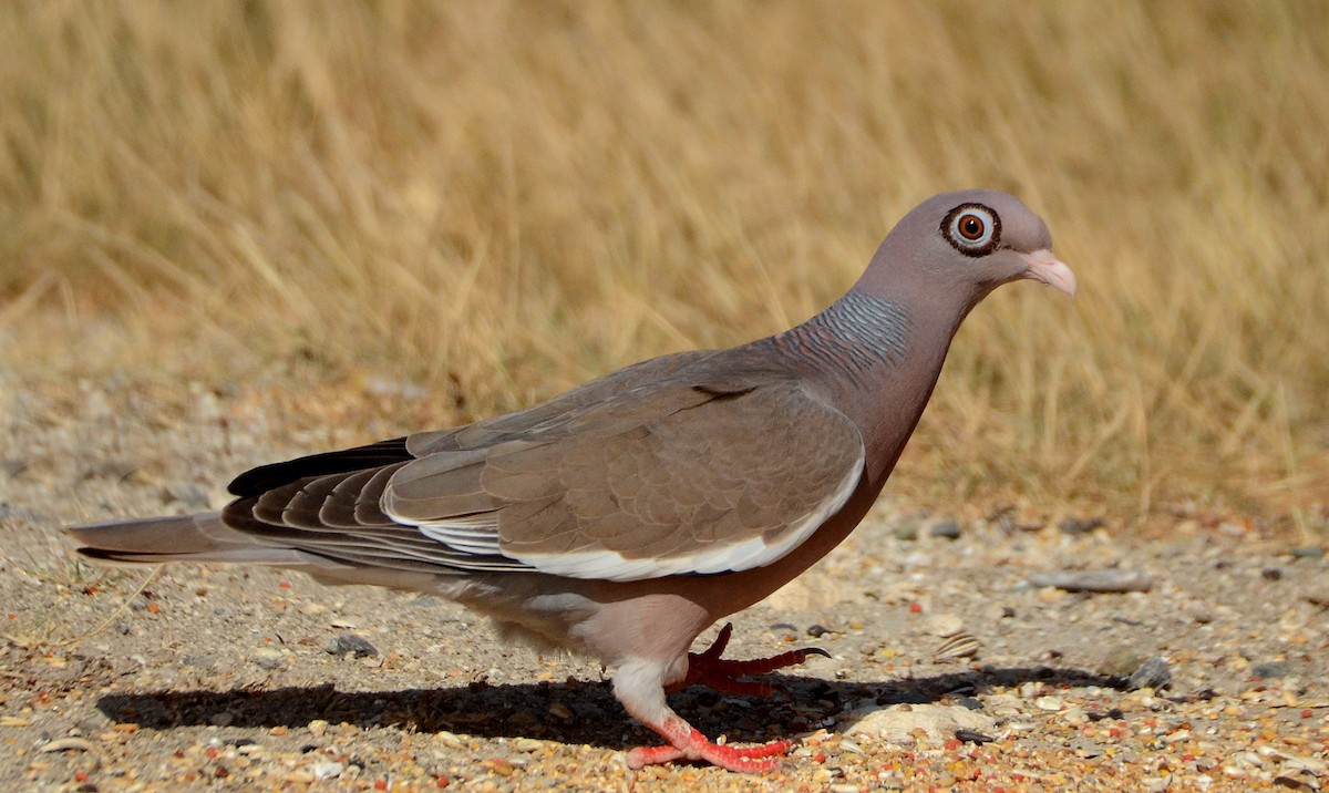 Bare-eyed Pigeon - ML52745131