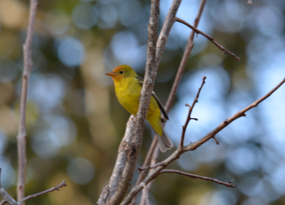 Western Tanager - ML527452611