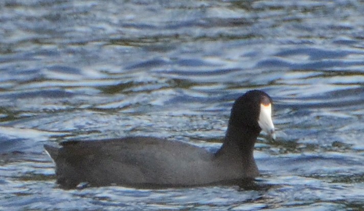 American Coot (Red-shielded) - ML52745351
