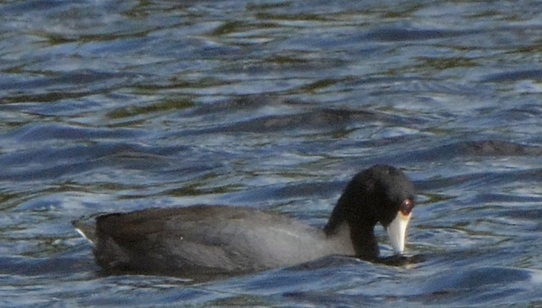 American Coot (Red-shielded) - ML52745361