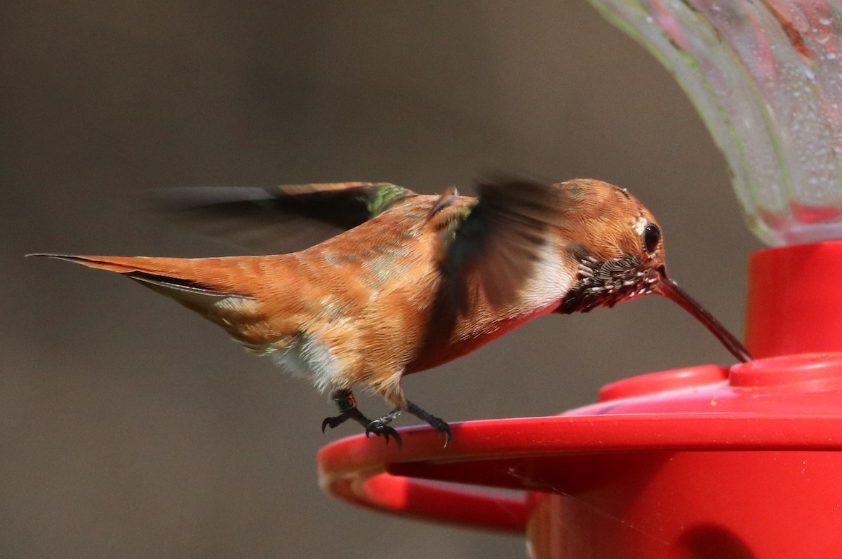 Rufous Hummingbird - Mark Scheuerman
