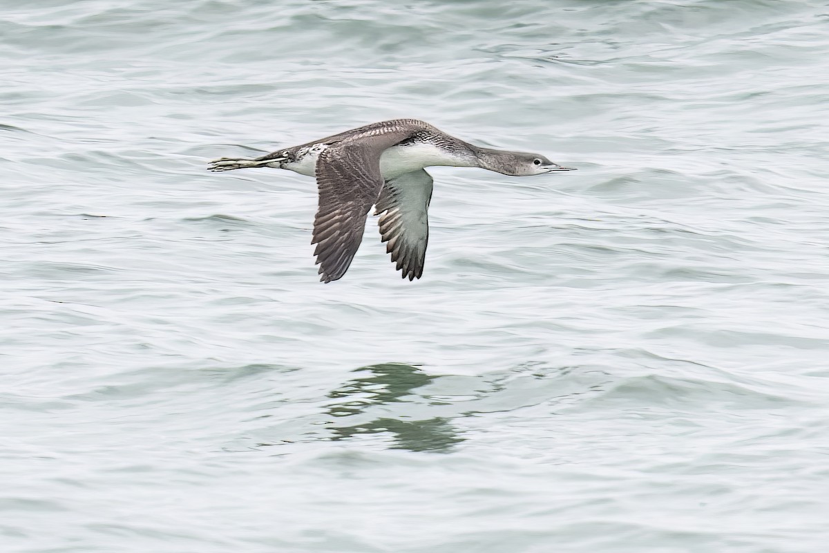 Red-throated Loon - ML527457341