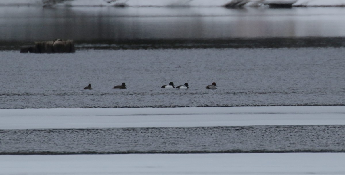 Greater/Lesser Scaup - ML52746661
