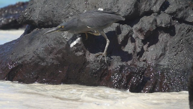 Striated Heron (Galapagos) - ML527469971