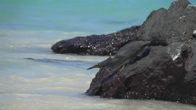 Striated Heron (Galapagos) - ML527469991