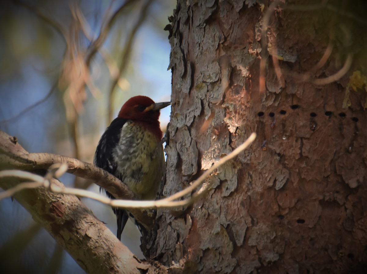 Red-breasted Sapsucker - ML527473031