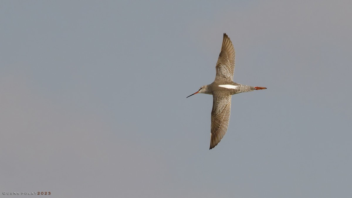 Spotted Redshank - ML527473371