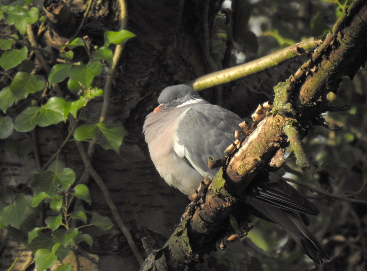 Common Wood-Pigeon - ML527473421