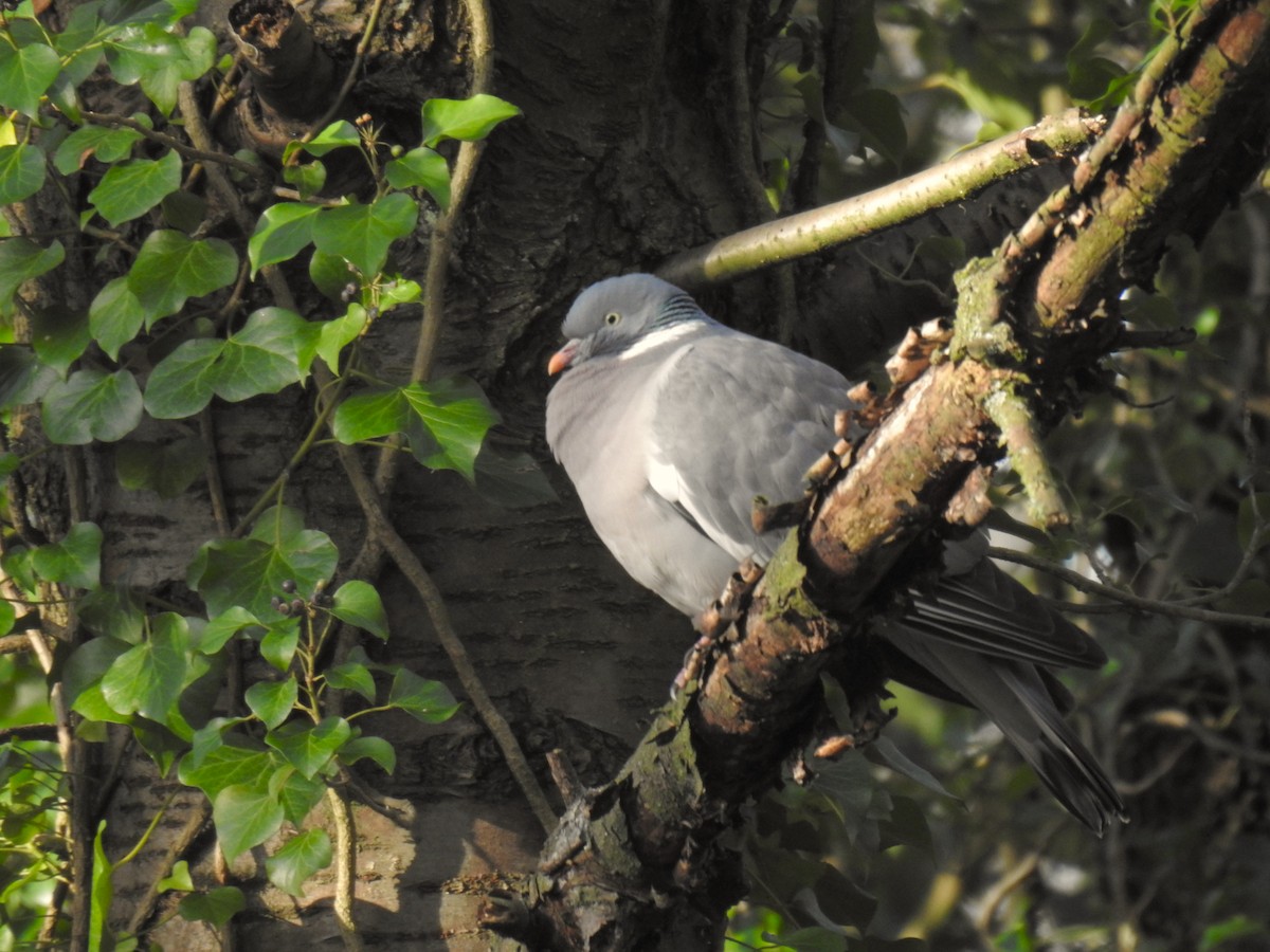 Common Wood-Pigeon - ML527473431