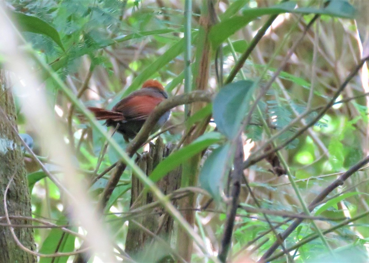 Pinto's Spinetail - ML527475601