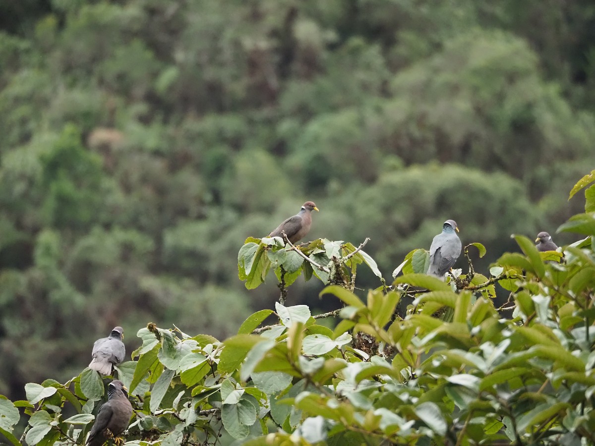 Band-tailed Pigeon - ML527481981