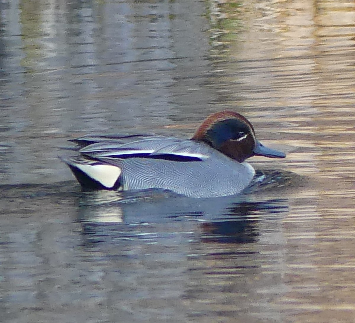 Green-winged Teal - ML527483331
