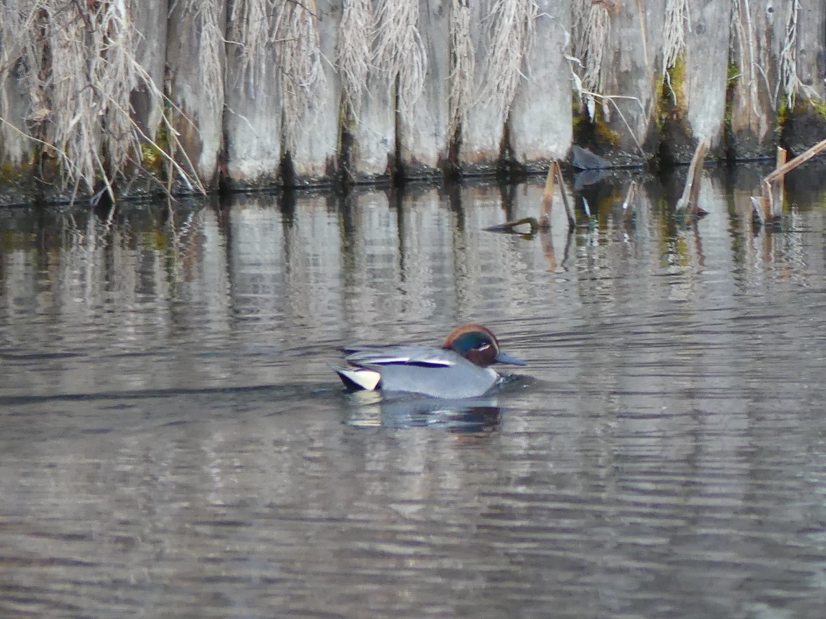 Green-winged Teal - ML527483351