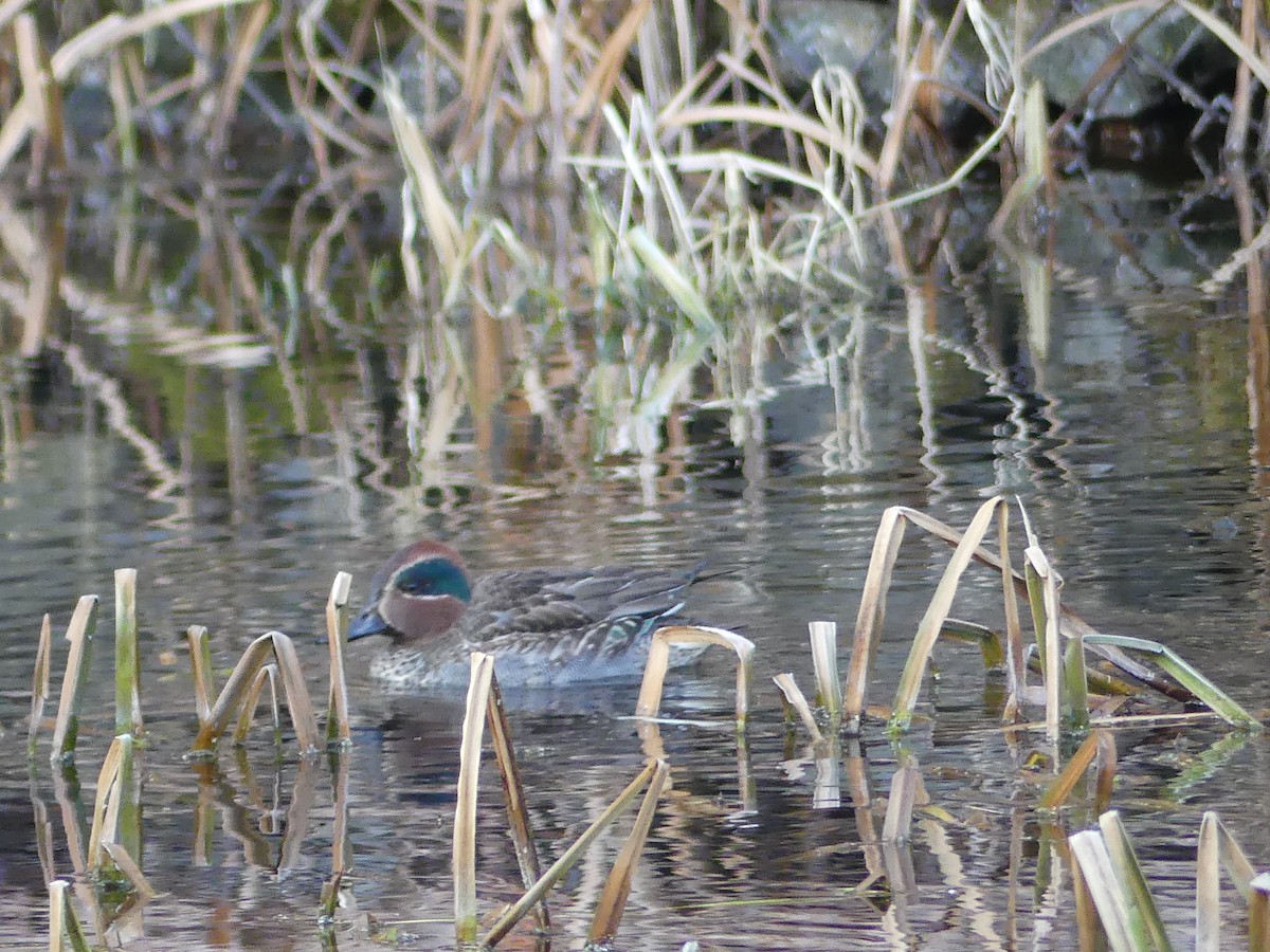 Green-winged Teal - ML527483371