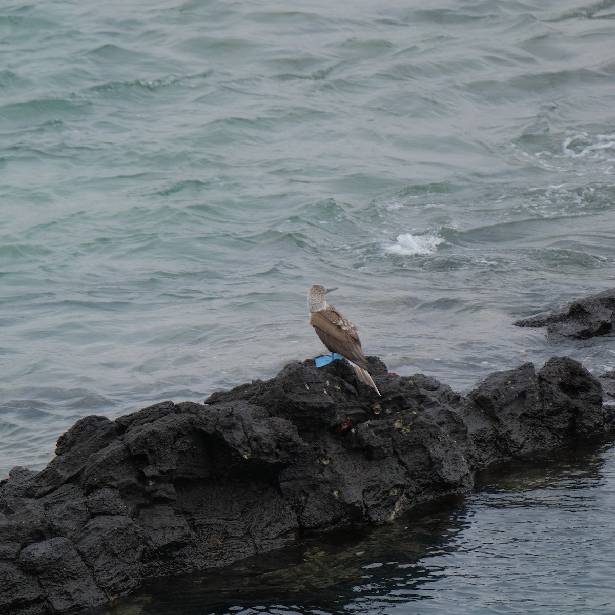 Blue-footed Booby - ML527485941
