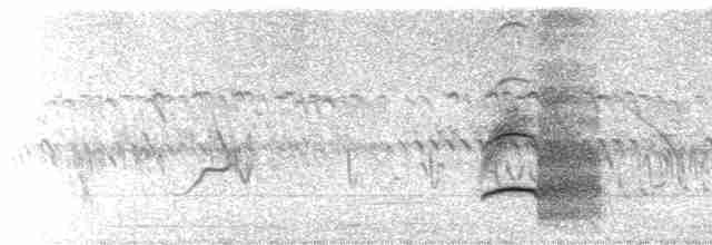  - Black-winged Kite (African)