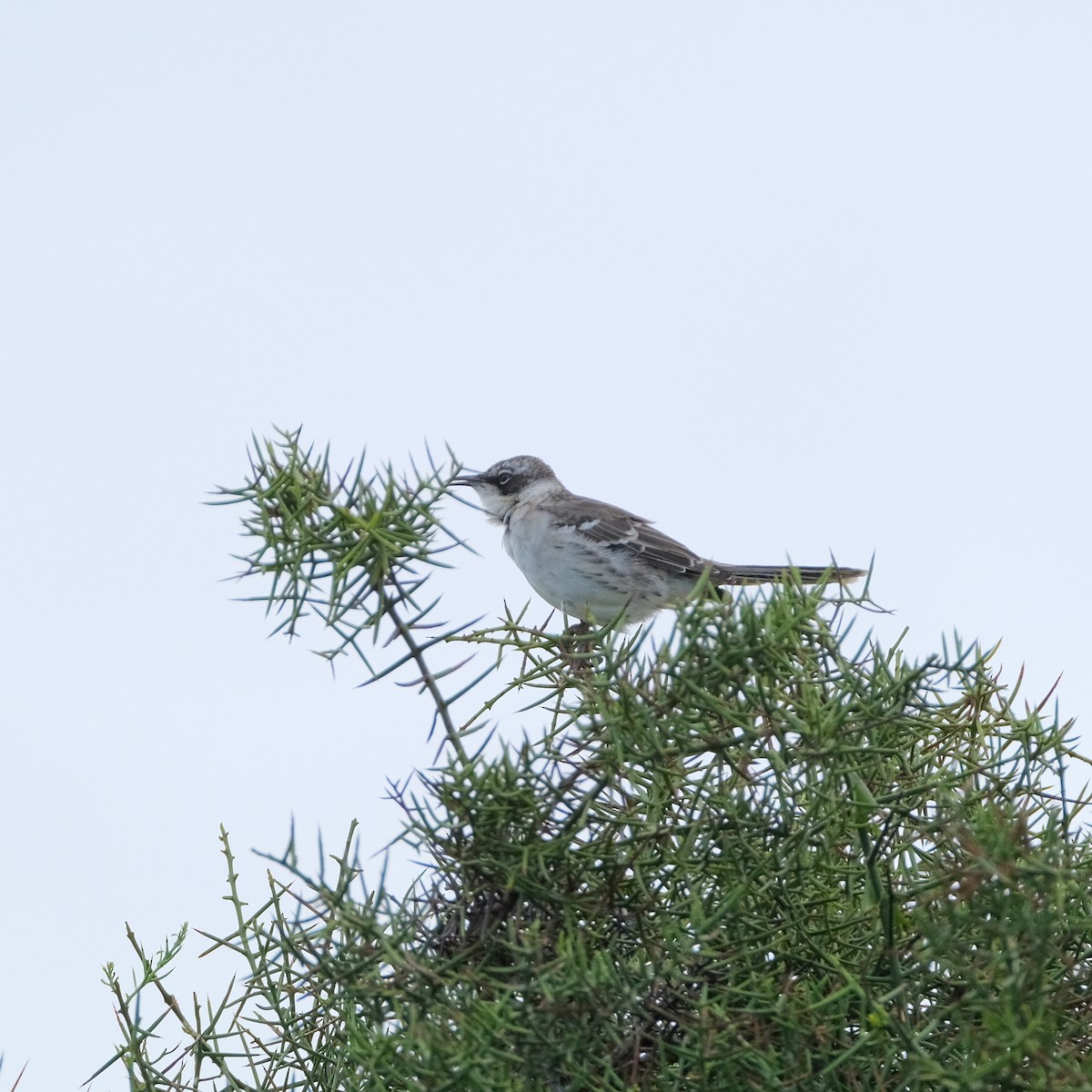 Galapagos Mockingbird - ML527491301