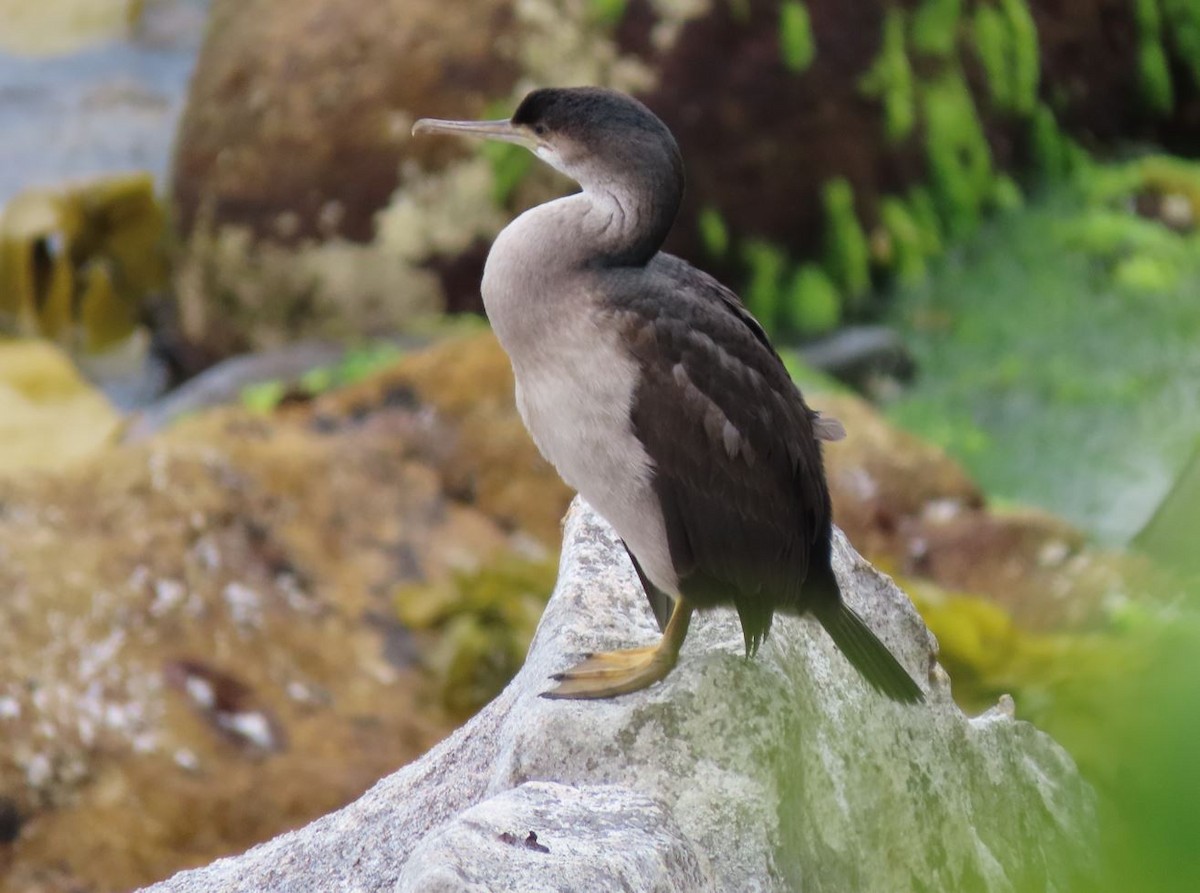 Spotted Shag - ML527493111