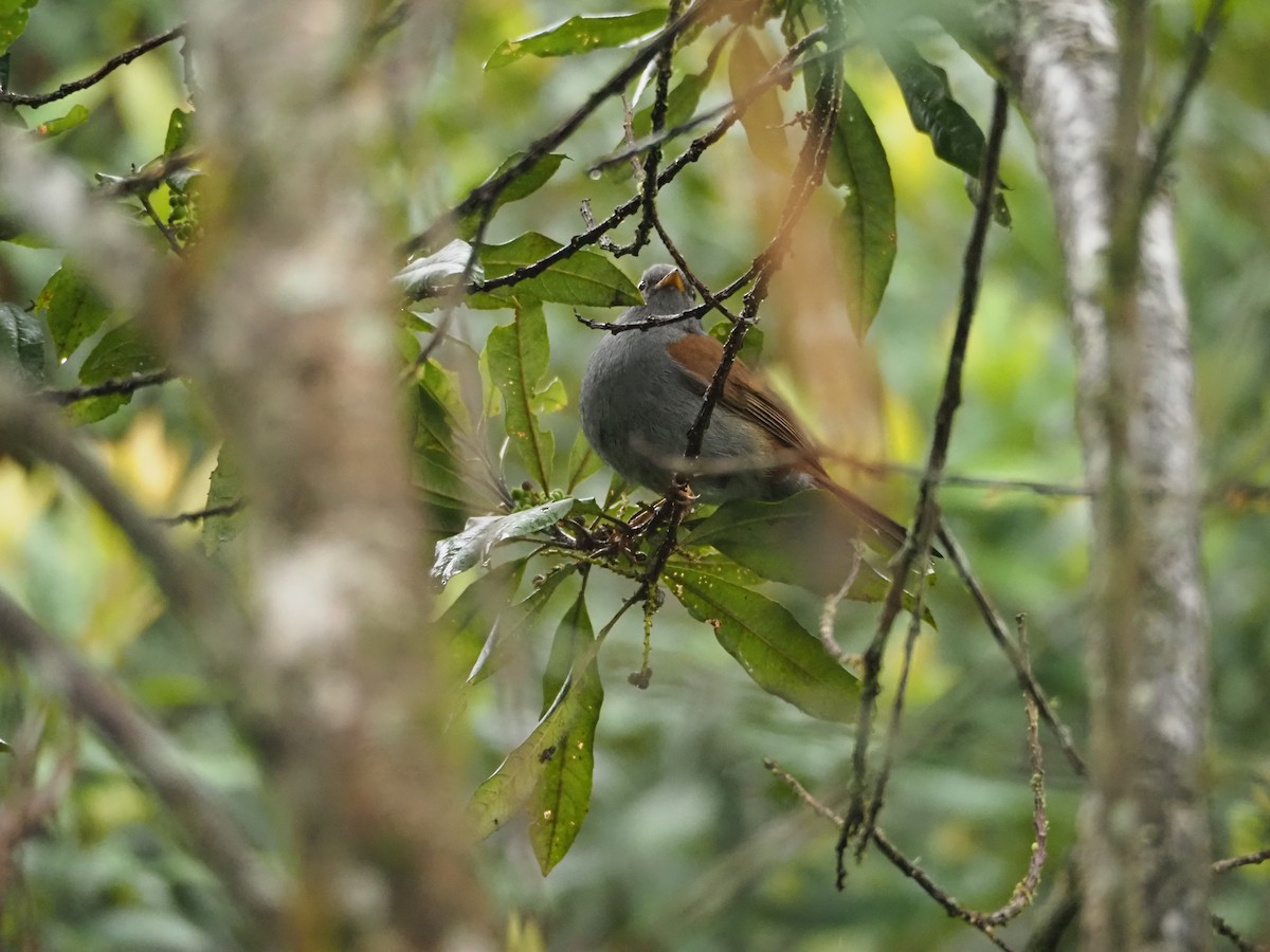 Andean Solitaire - ML527493701