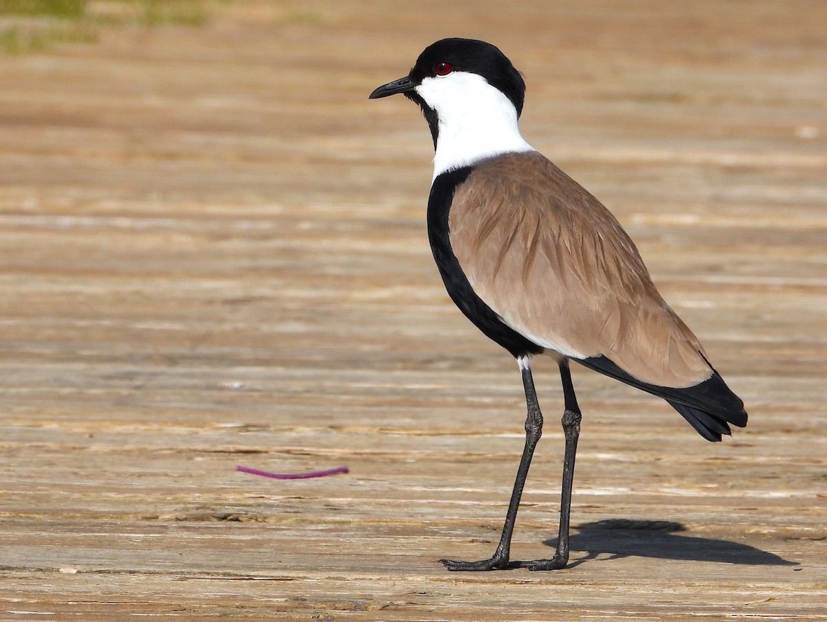 Spur-winged Lapwing - מוטי בייפוס