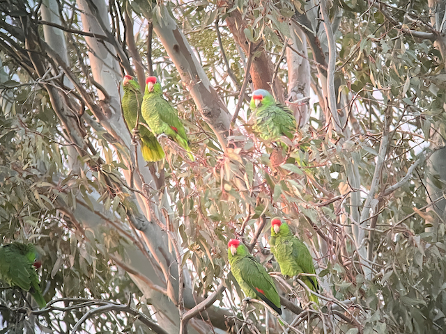 Birds resting on <em class="SciName notranslate">Eucalyptus </em>tree; California, United States. - Red-crowned Parrot - 