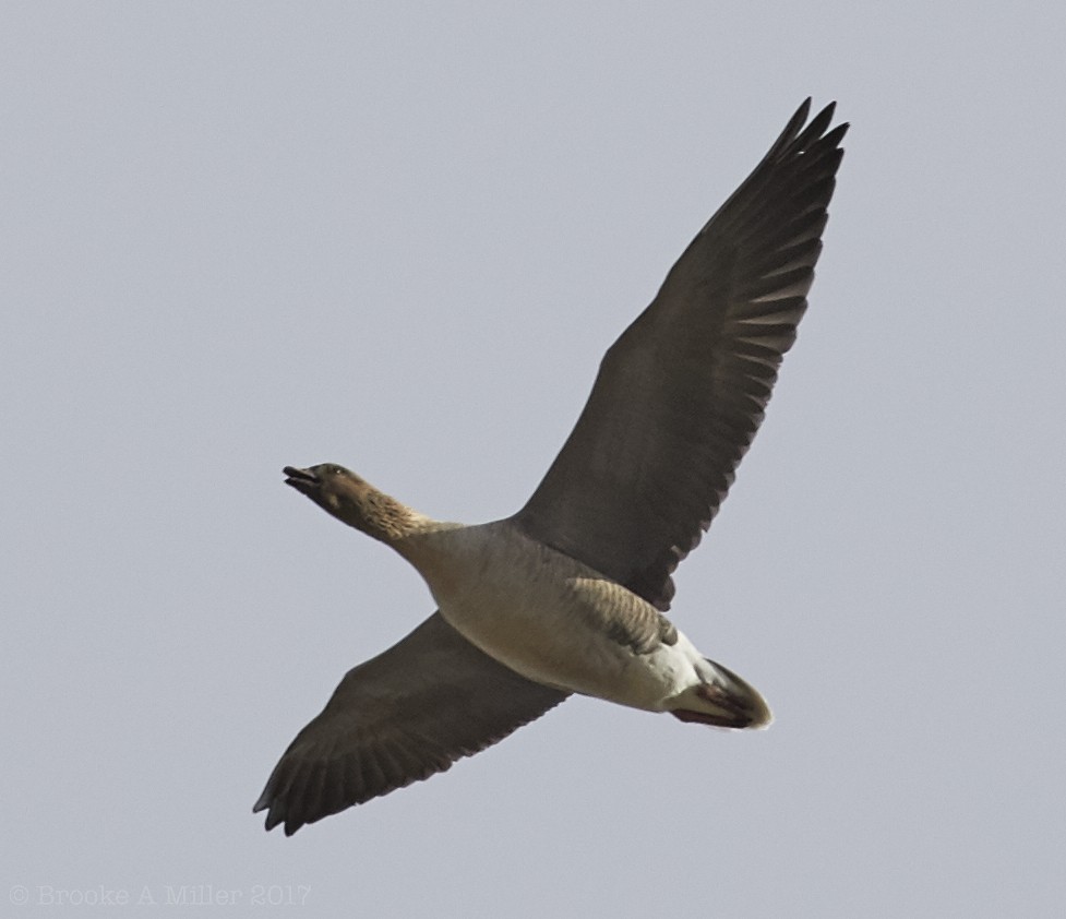 Pink-footed Goose - ML52750201