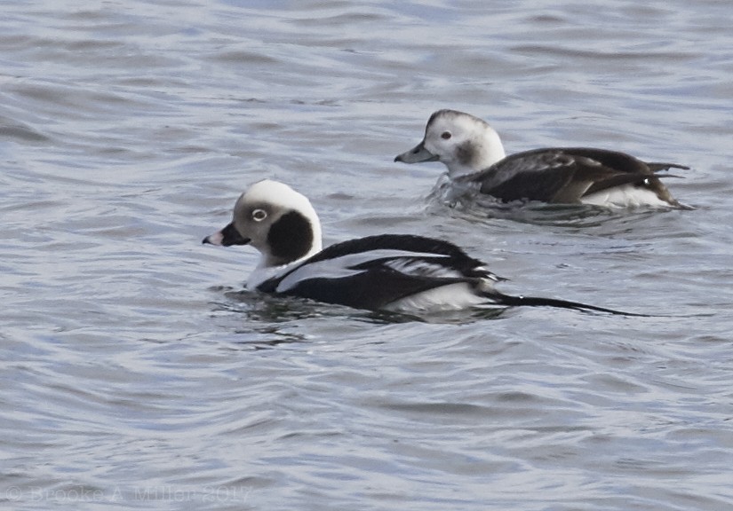 Long-tailed Duck - ML52750461