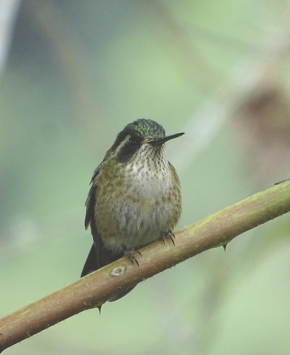Speckled Hummingbird - ML527505331