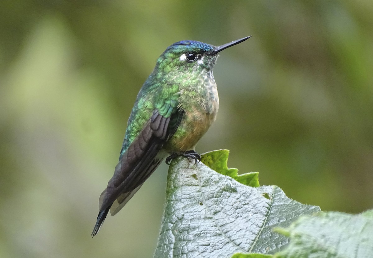 Long-tailed Sylph - ML527505781