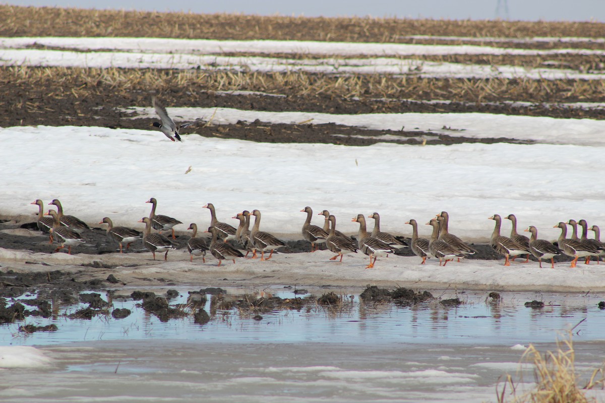 Greater White-fronted Goose (Western) - ML52750881