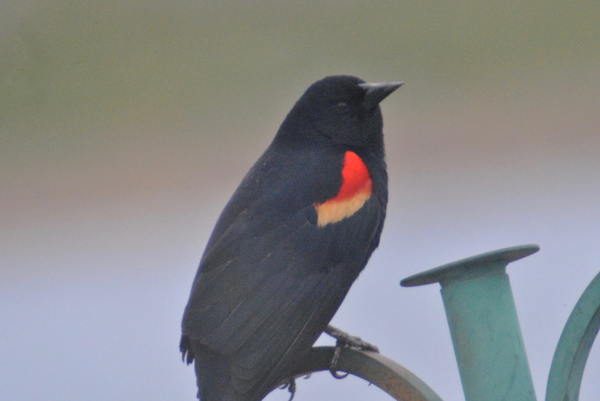 Red-winged Blackbird (Red-winged) - Sean Cozart