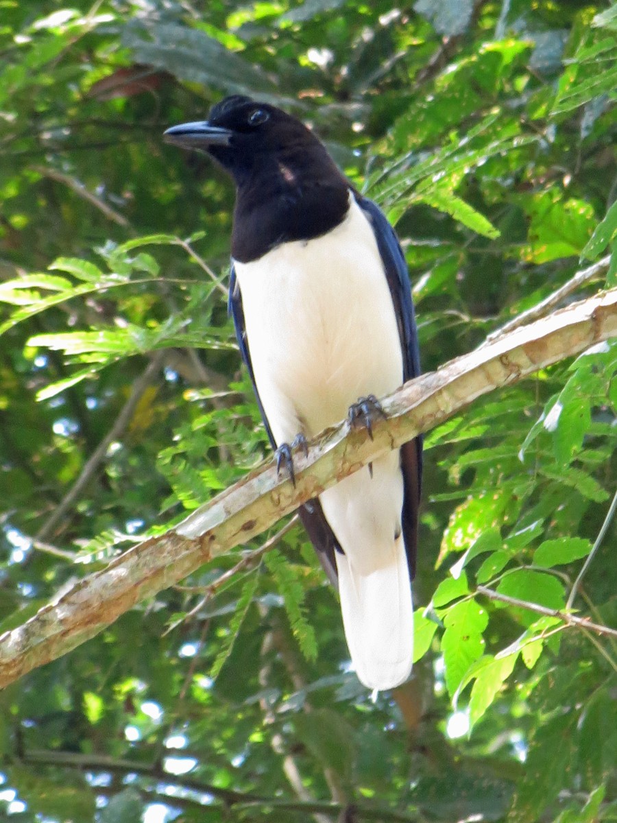 Curl-crested Jay - ML527511371
